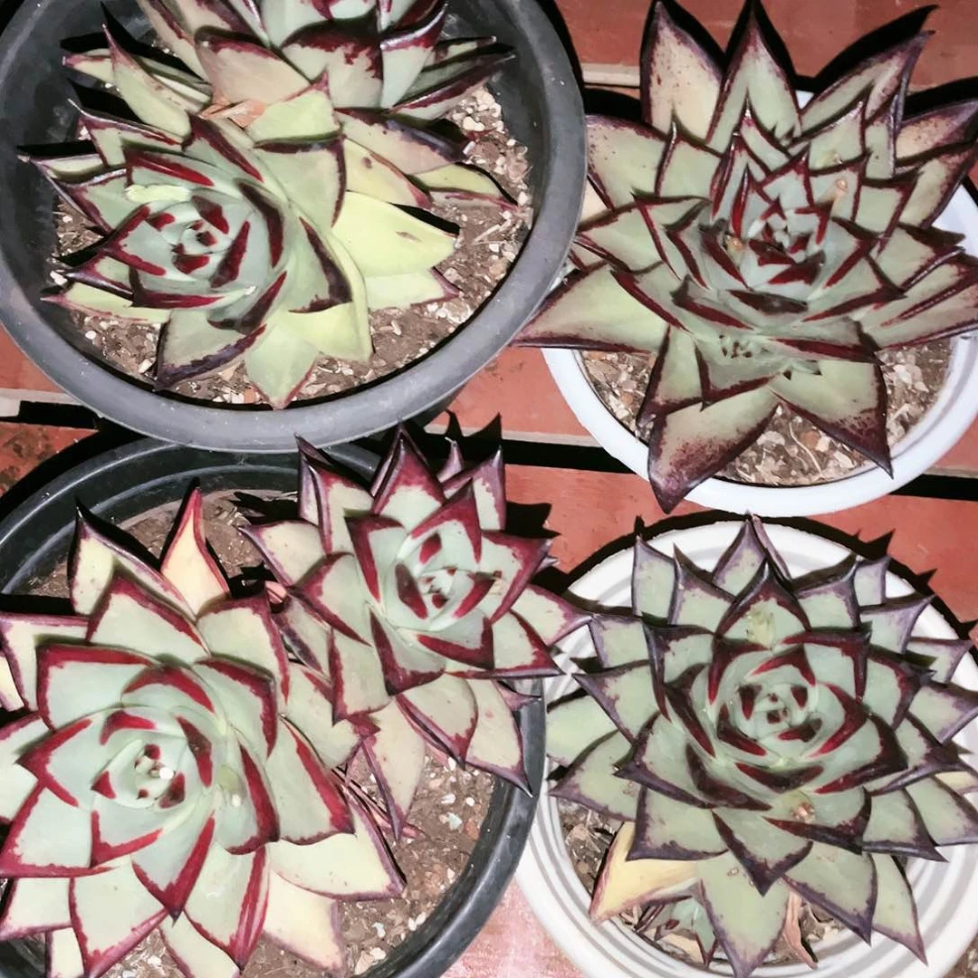 乌木4个21.88多肉植物