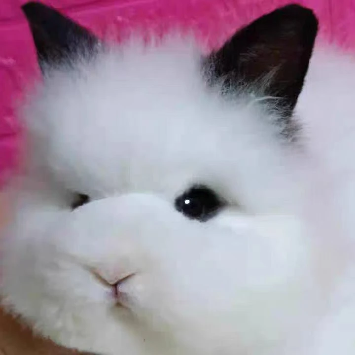 老李家猫猫兔安格拉兔垂耳兔侏儒兔宠物兔活体