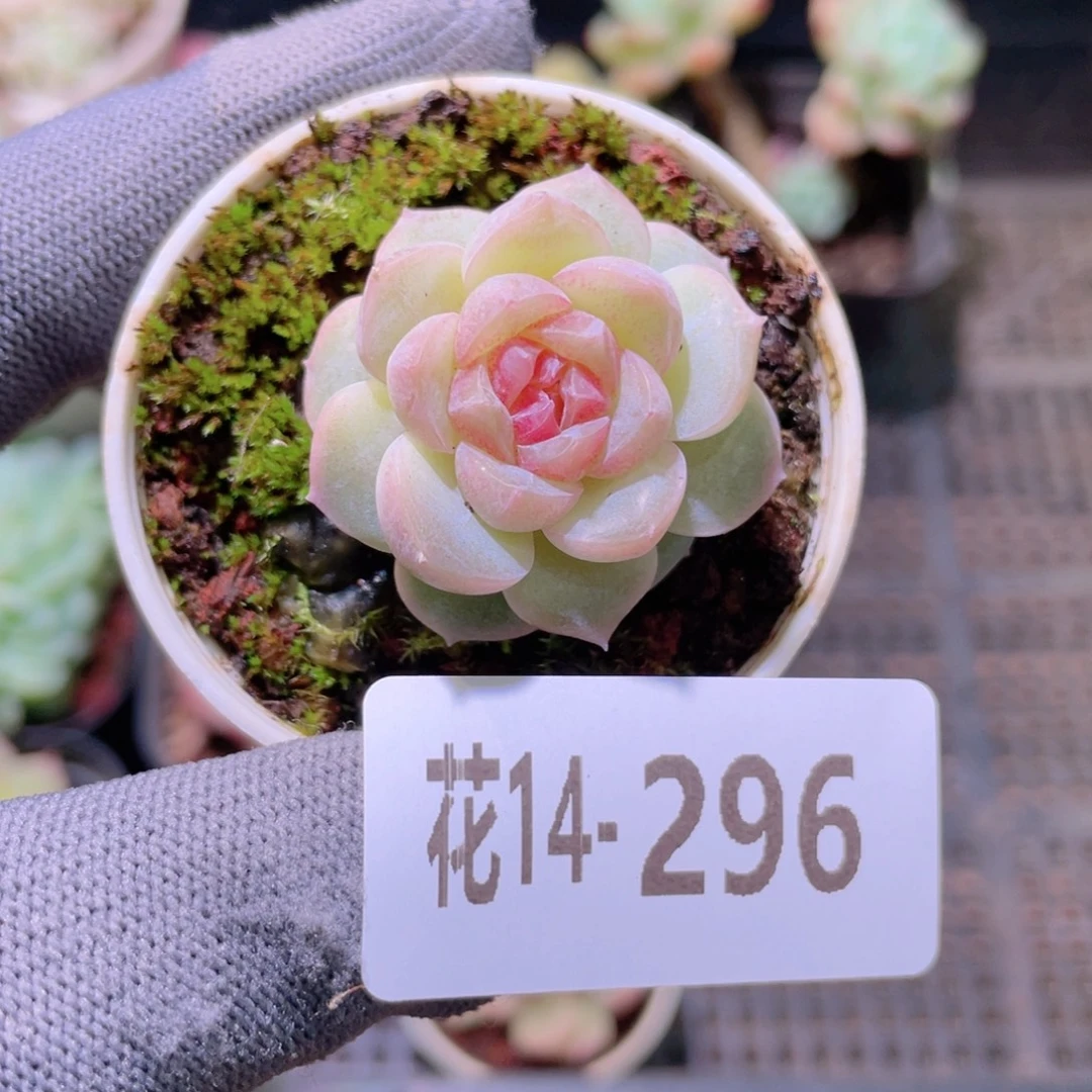 花利美14-296新品珍妮