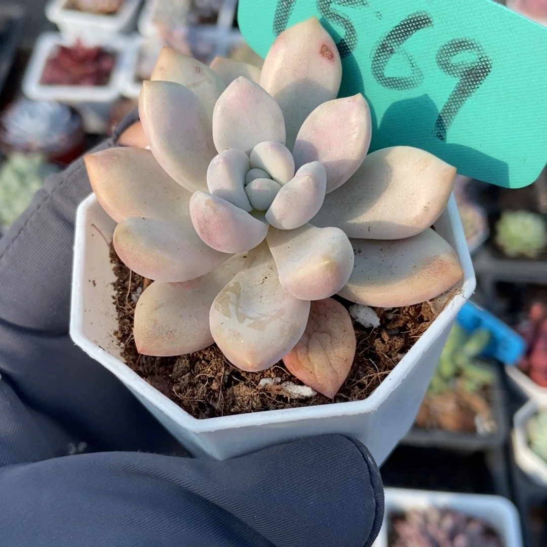 1569奥普锦多肉植物多肉