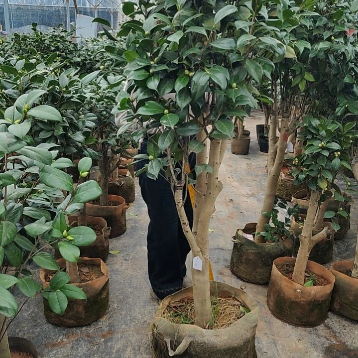 全部花苞吉普赛女郎不包邮