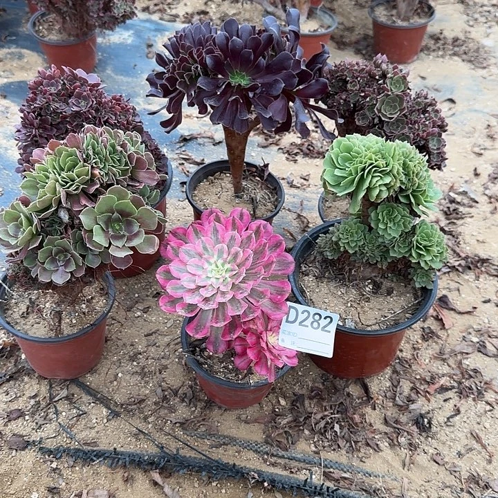 282玫瑰绿缀欧紫铜壶锦手捧共6颗