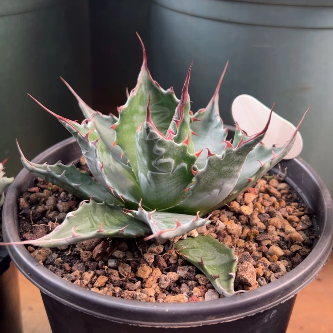 多肉植物龙舌兰道宽叶