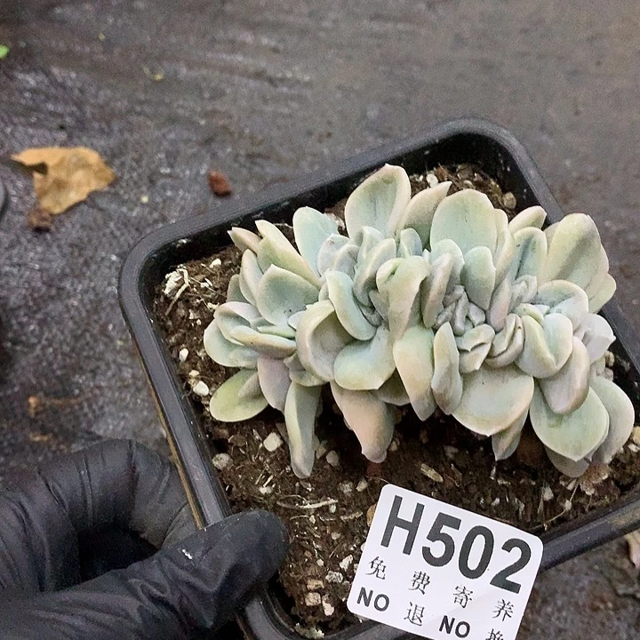 可爱玫瑰缀化 非偏远38包邮 节后发