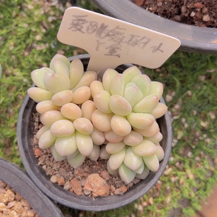 健健康康平平安安