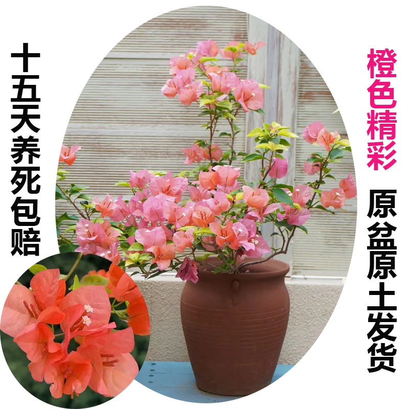 橙色精彩(三角梅)原生大苗四季开花老桩爬藤植物