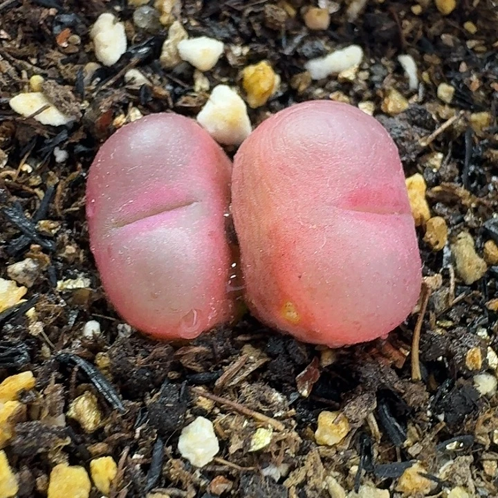 老马生石花双头吕红2817
