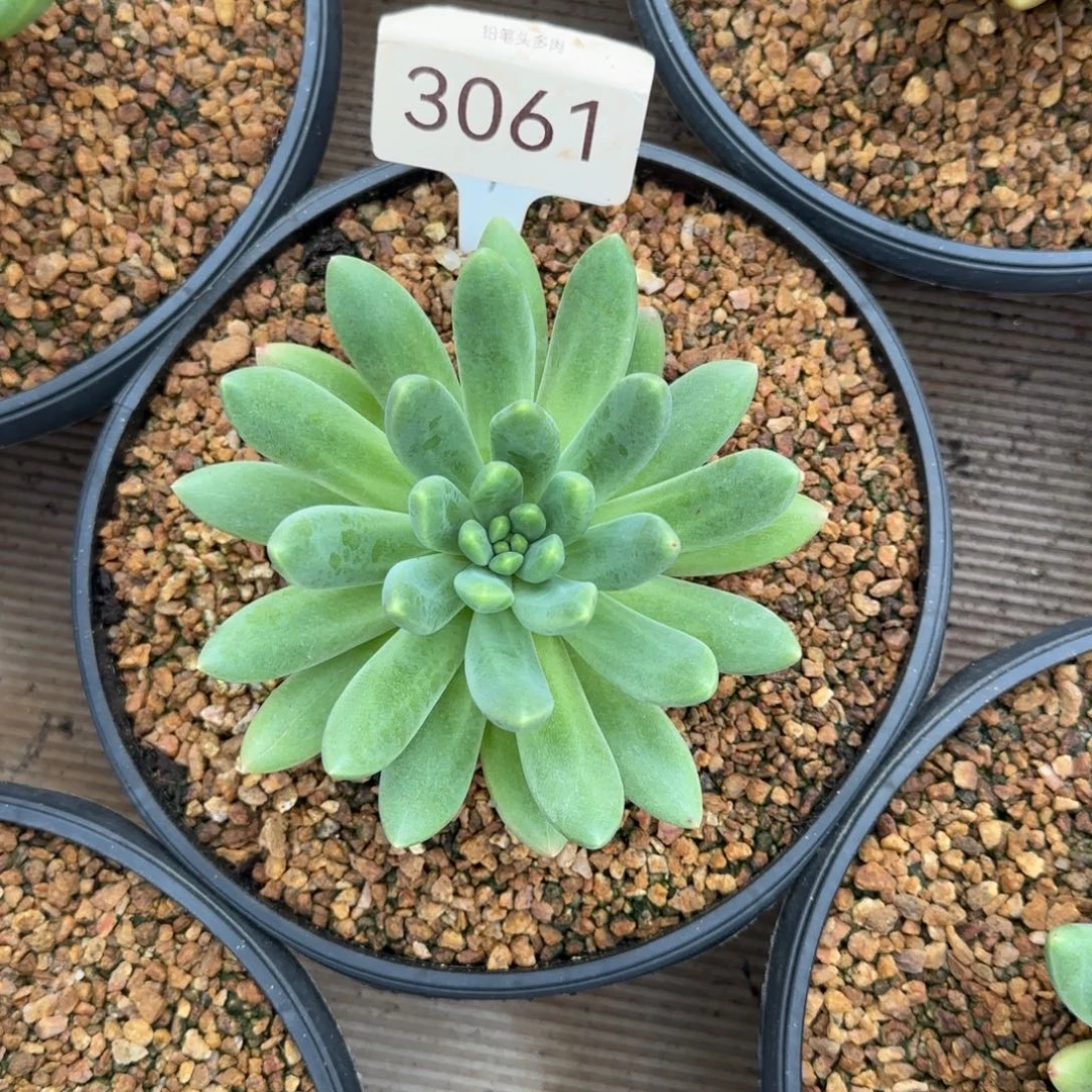 橙色奇迹单头   3061号