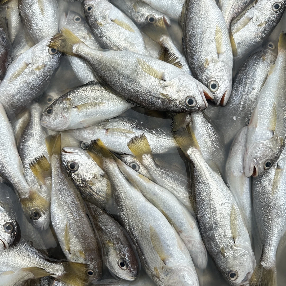 【渔小仙专属】鸡蛋划鱼3斤 顺丰包邮