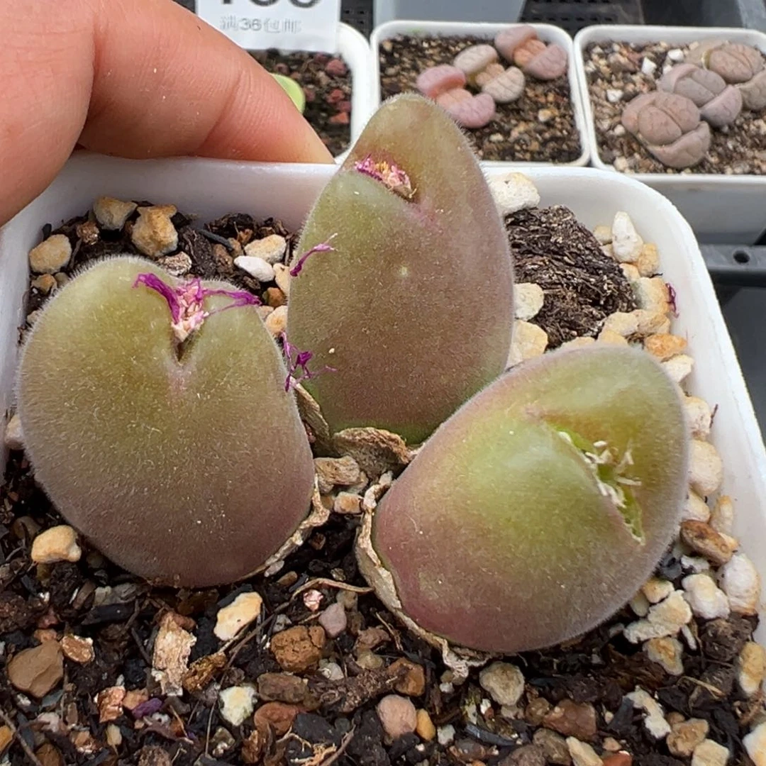 1.22好看的多肉227