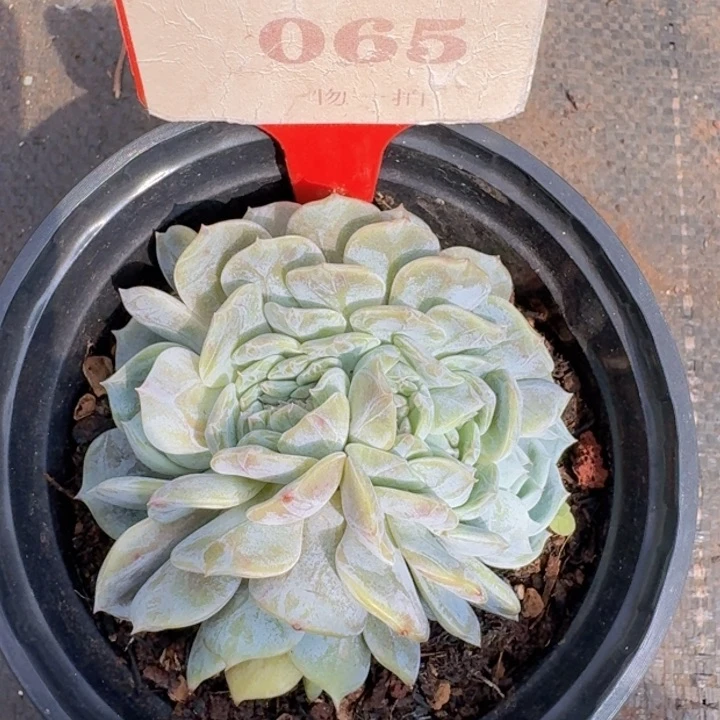 劳林缀化065多肉植物