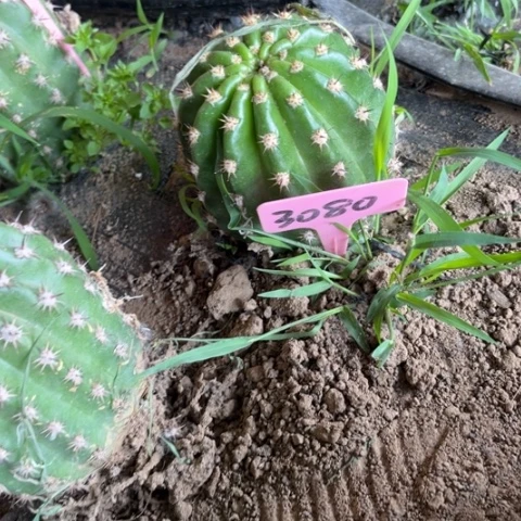 清清3-354毛花柱微瑕3080