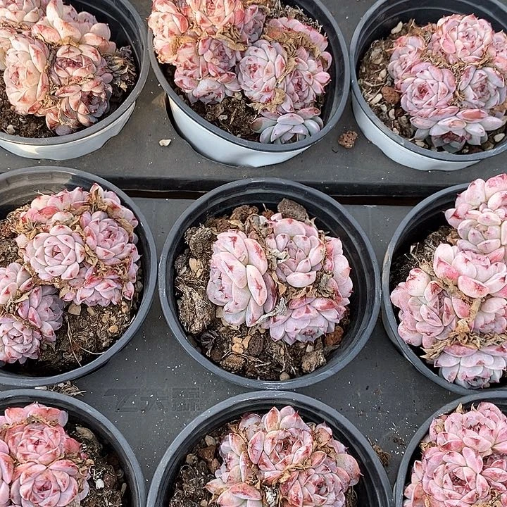 06天鹅绒 群生 福利多多