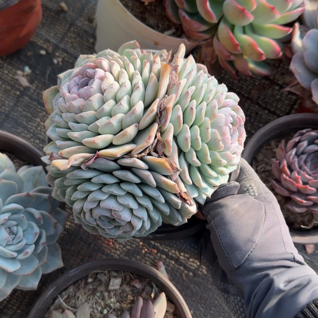 ****宝无花朵白胖子三头