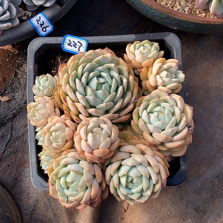 227蓝眼睛 一物一拍多肉