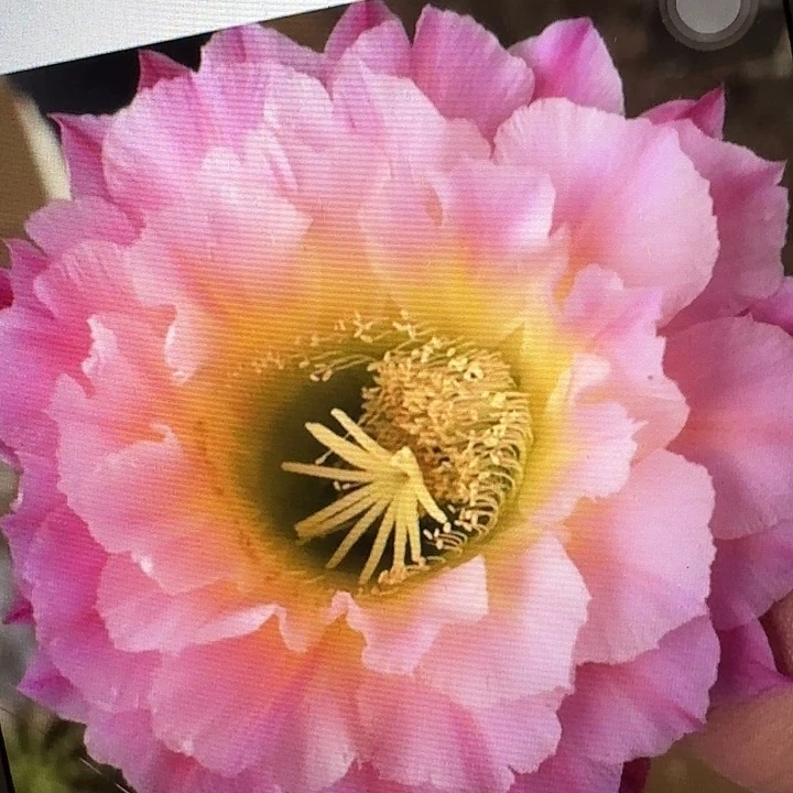河岸侧芽5公分左右毛花柱（20包邮）