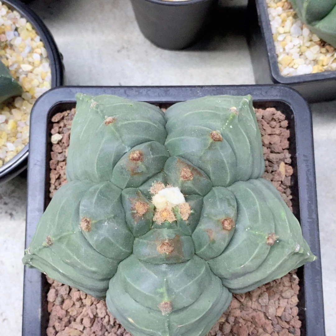 周***杨仙人球实生龟甲鸾凤玉带盆