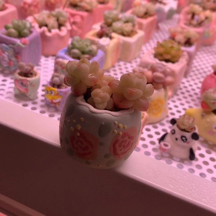 盆带肉发货 哈哈哈哈哈