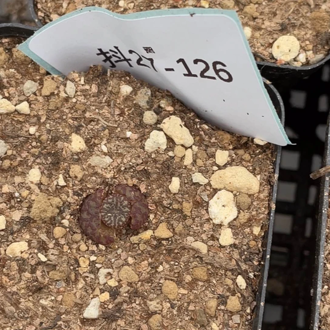 山27-126肉锥多肉植物