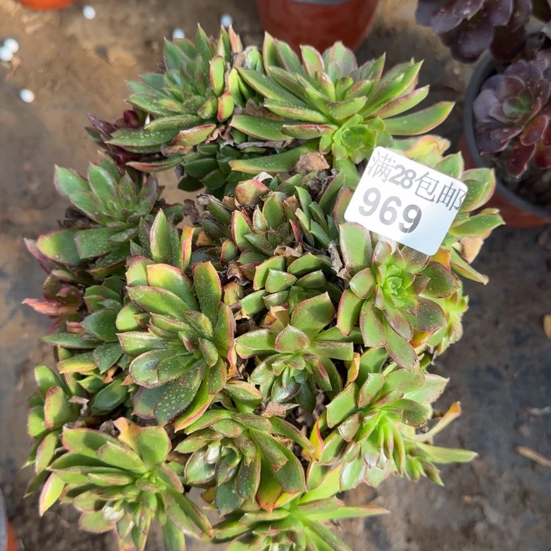 女王多肉969满28包邮断枝不包