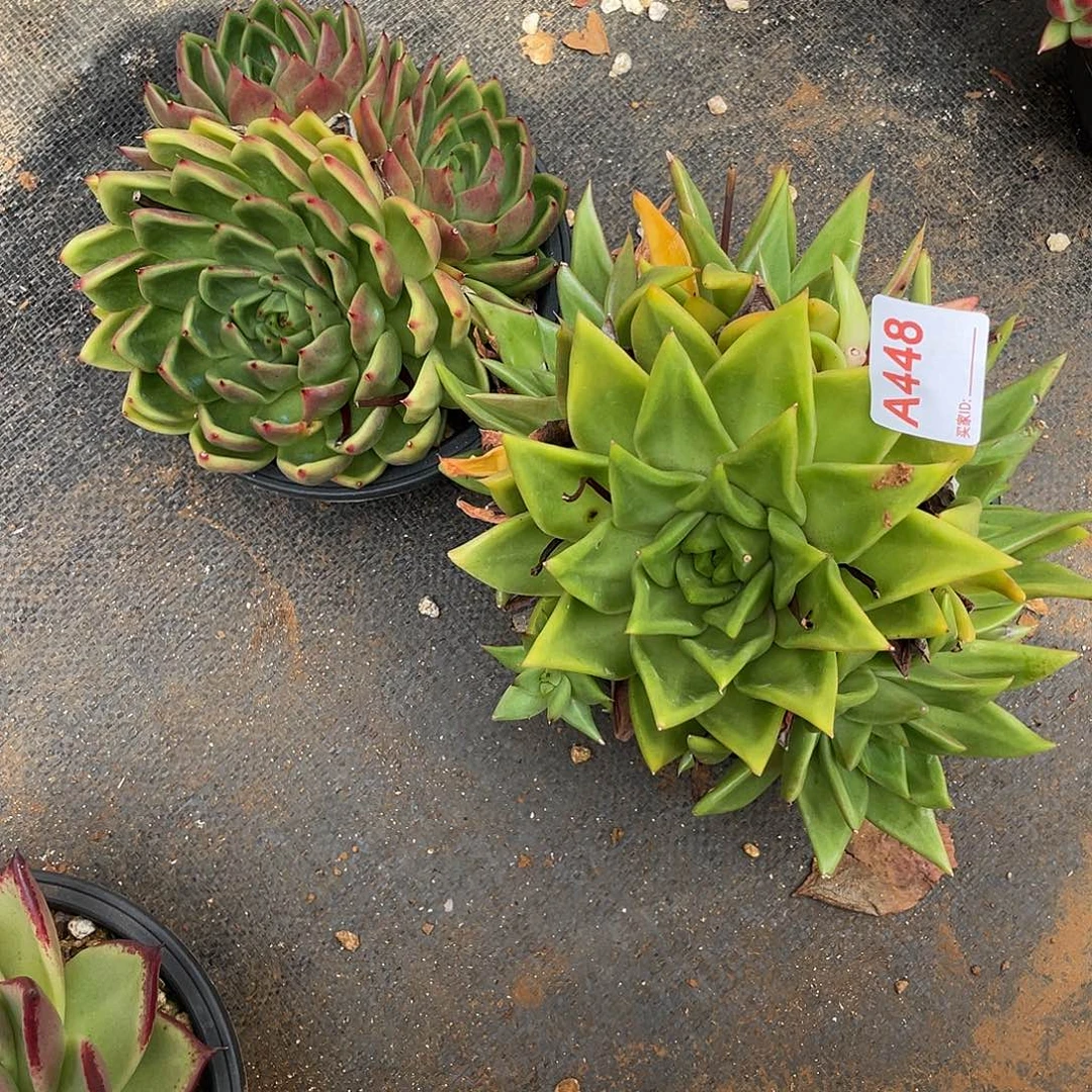 若如东云组拍A448