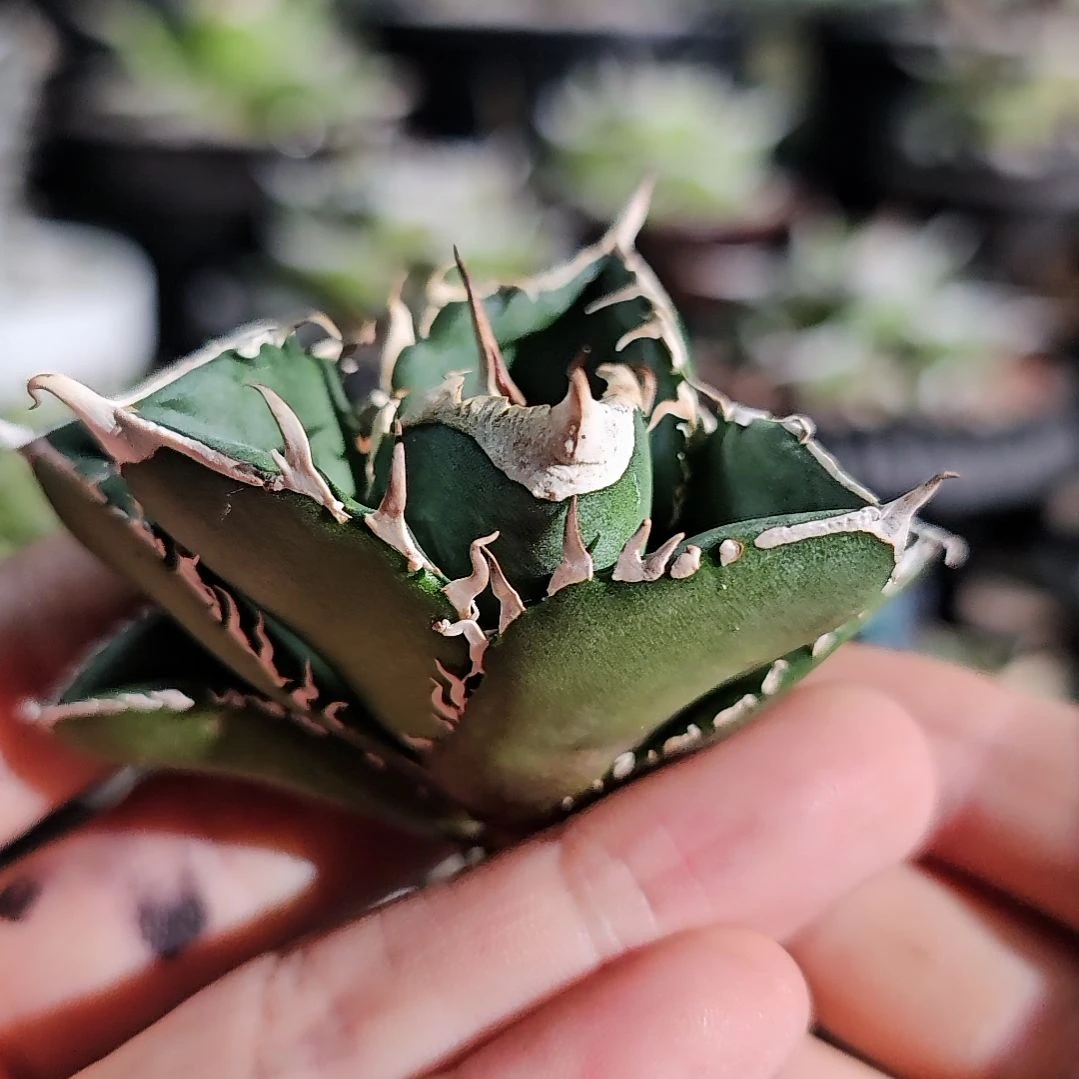 大白鲨 顶芽 基因保证非组培 (直播特价/下播结束)