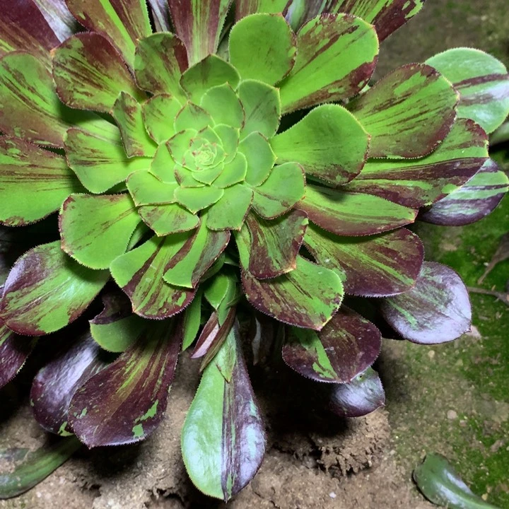 天**鹰580多肉植物嫩桩