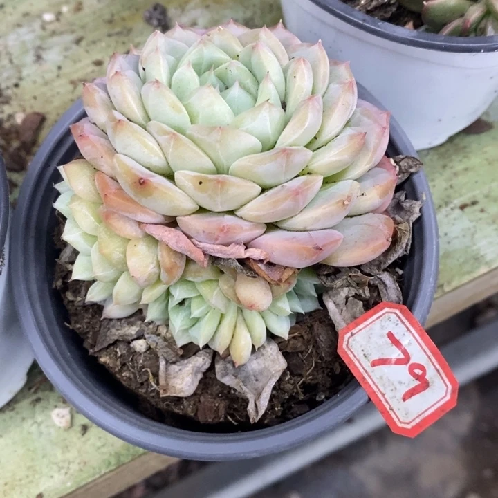 用****0一物一拍白桃汽水多肉79