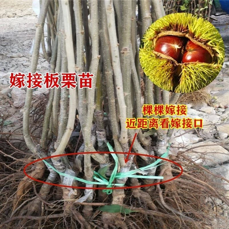 板栗树苗嫁接果树南方北方四季种植当年结果特大高产大红袍栗子苗
