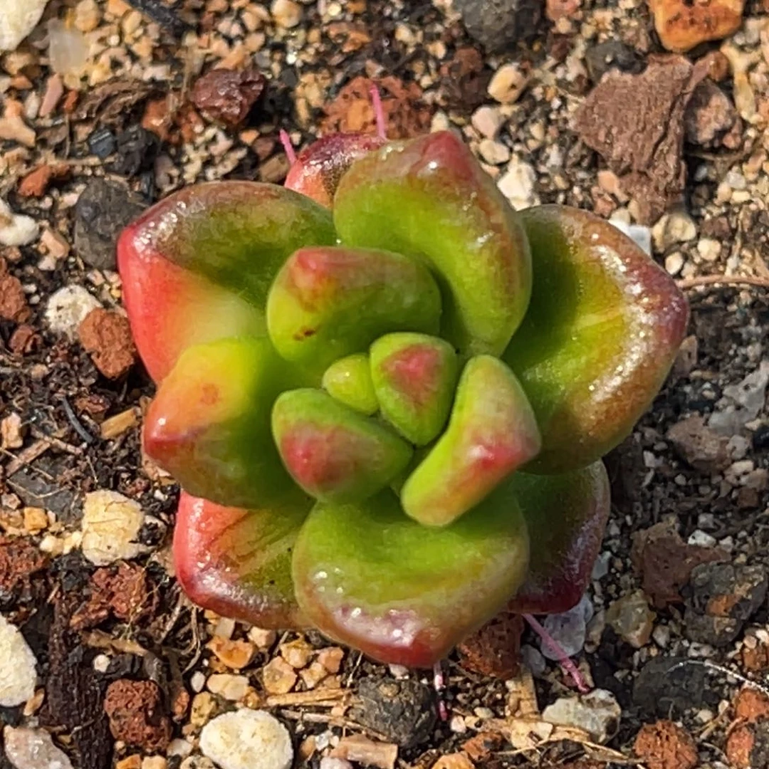 尚品特价丸叶松绿锦
