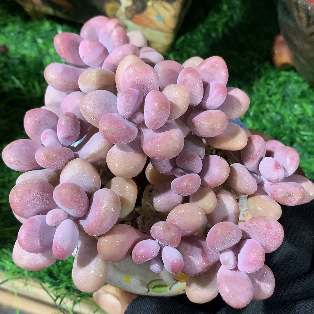 桃蛋10 公分一物一拍