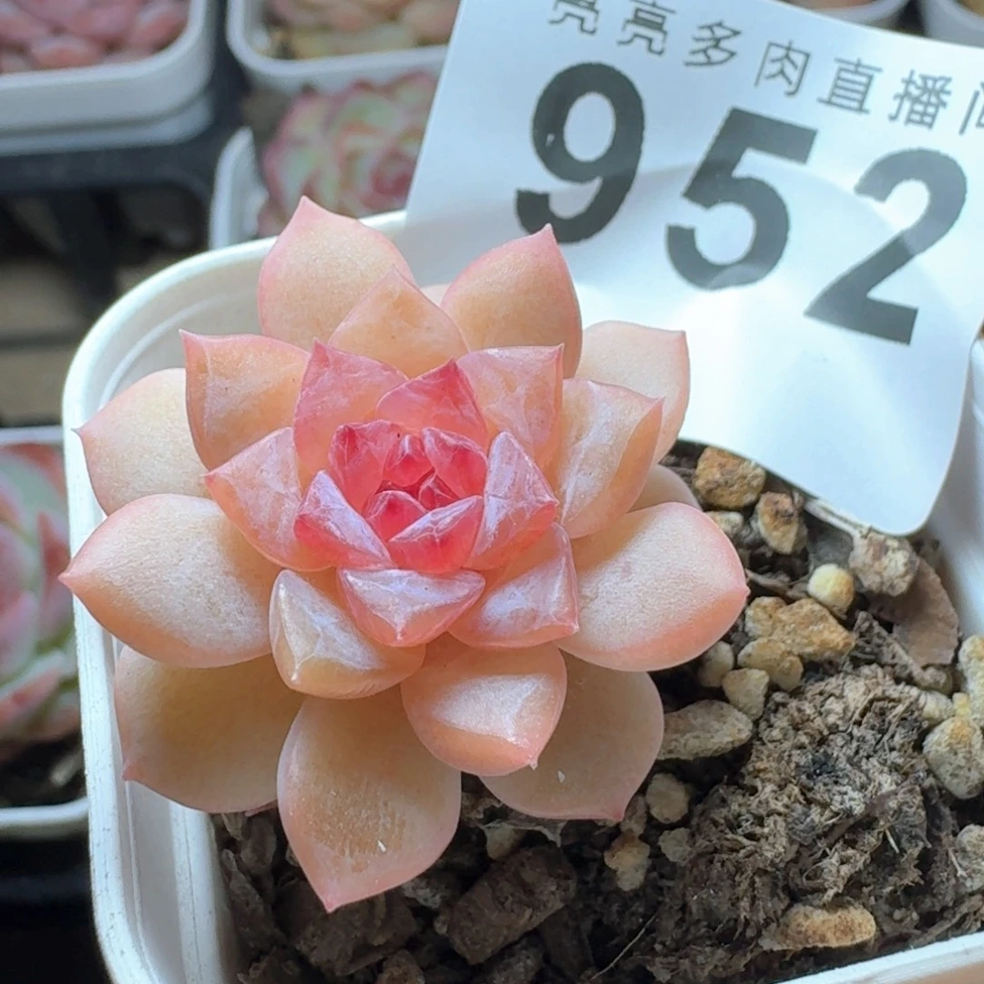 粉心糖            精美多肉植物