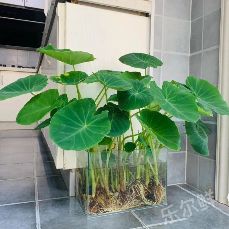 水芋水池造景水培植物植物庭院水培芋头水陆两生植物盆栽绿植花卉