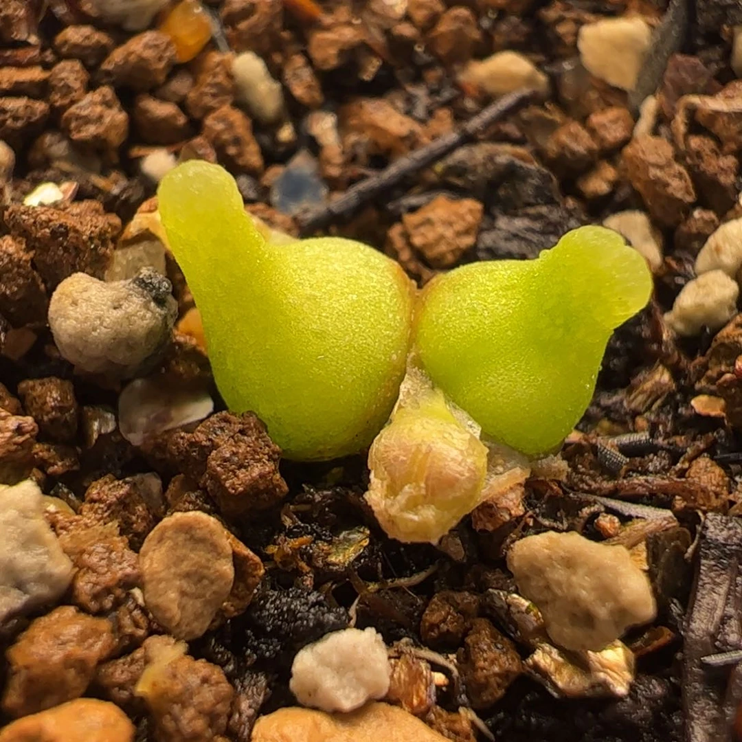 113多肉植物组合