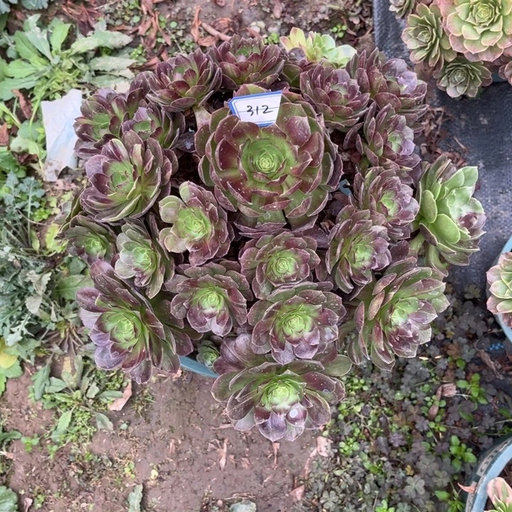 312黑骑士多肉植物法师