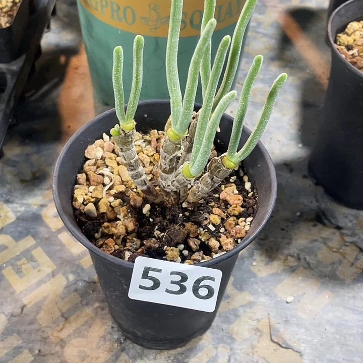 536产地碧光环兔子老桩