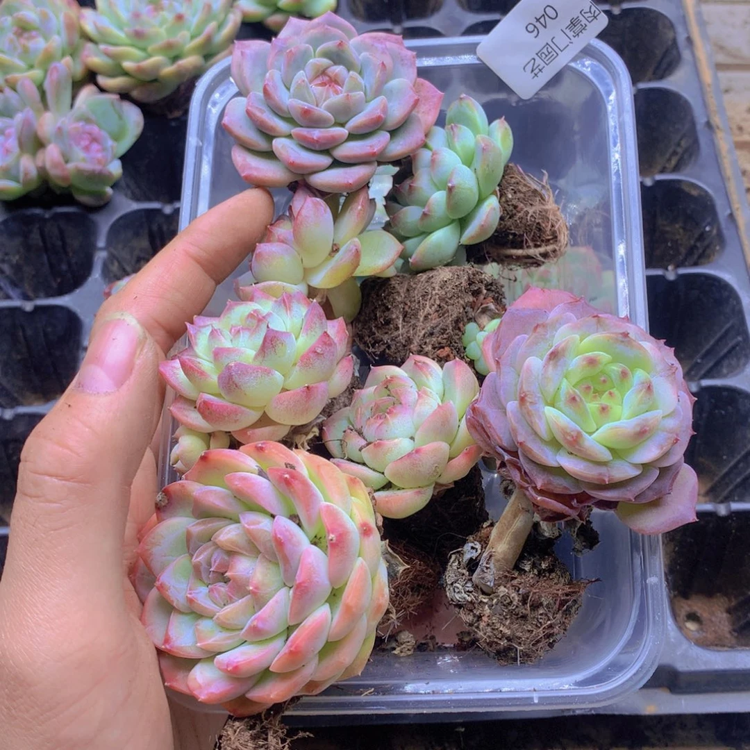 我要去看你了啊我046