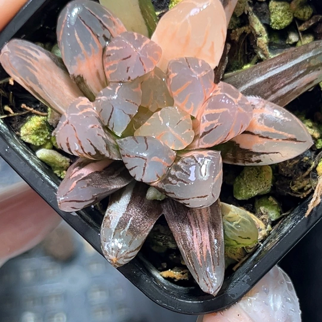 恭喜发财大吉大利4592