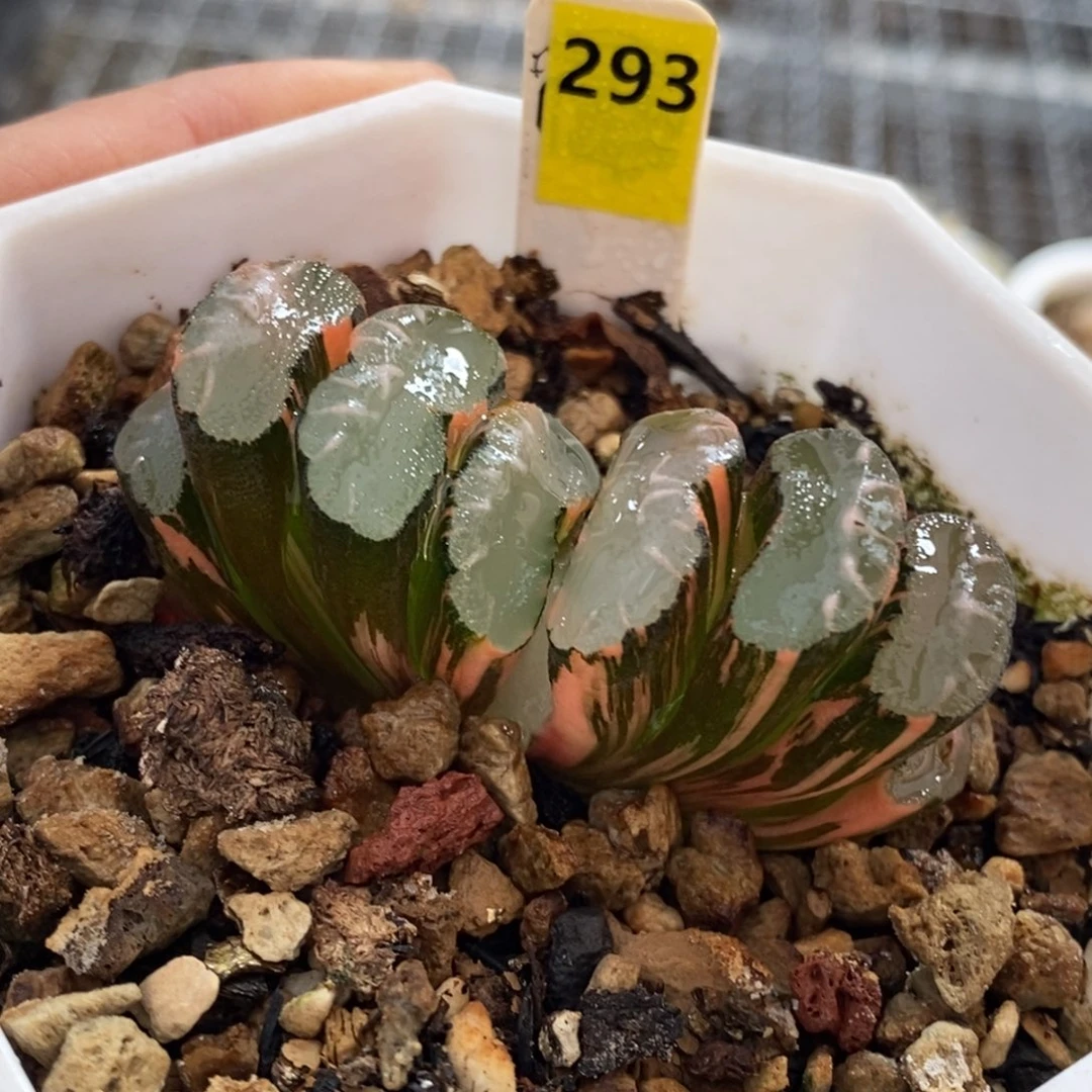 293号隼x玄武玉扇锦多肉