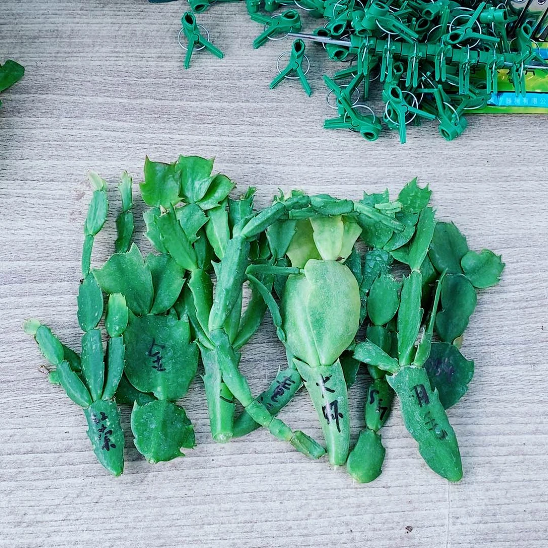 无花朵12个品种嫁接接穗福利