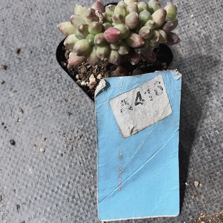 ?****?416密密麻麻密密麻麻吗