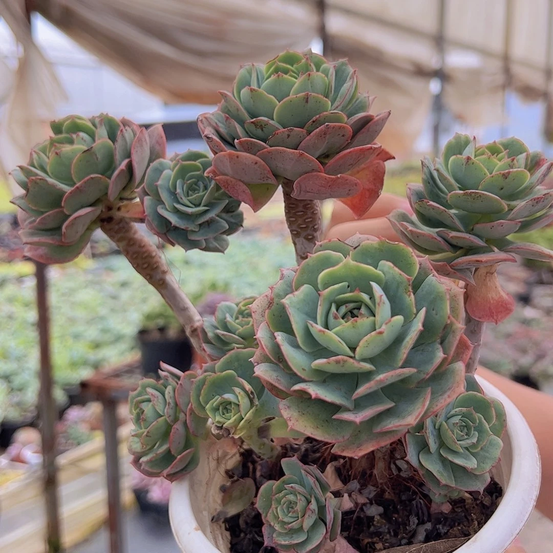 克罗地亚玫瑰 整桩整群