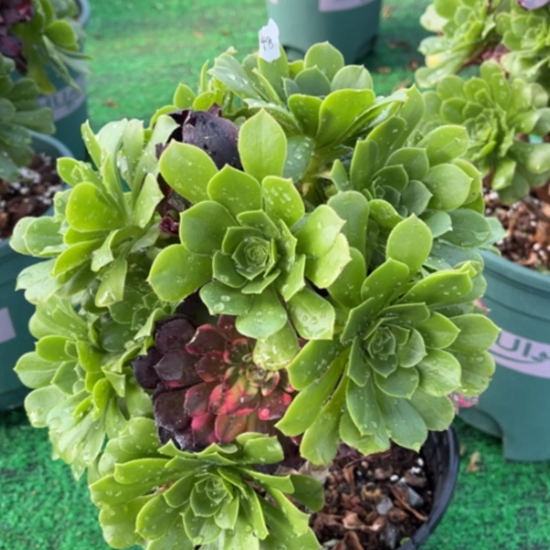 【闪购商品】48嫁接多肉法师