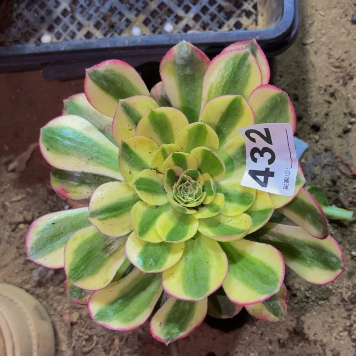 432镜花水月多肉植物不售后