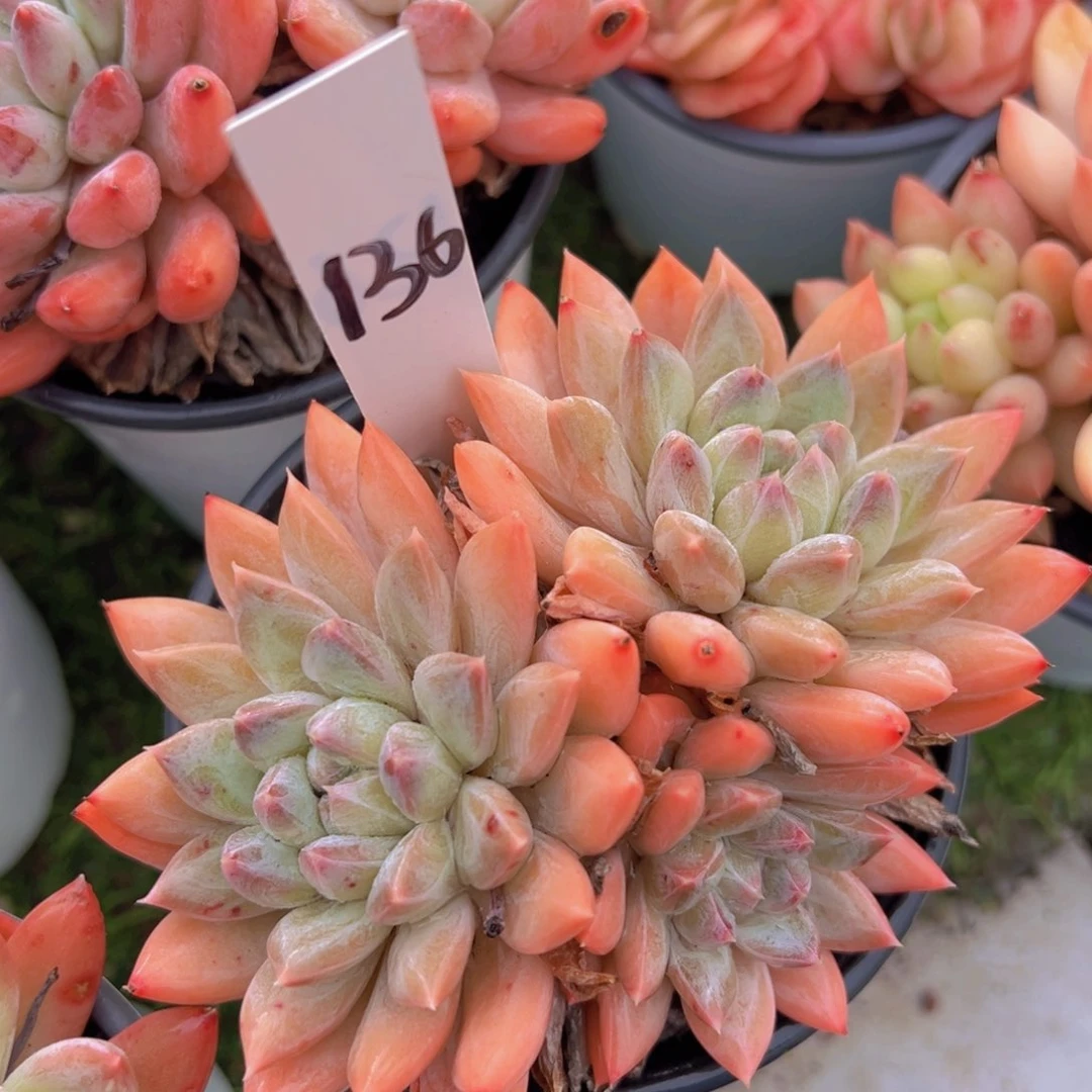 香玉的故事是一个人的