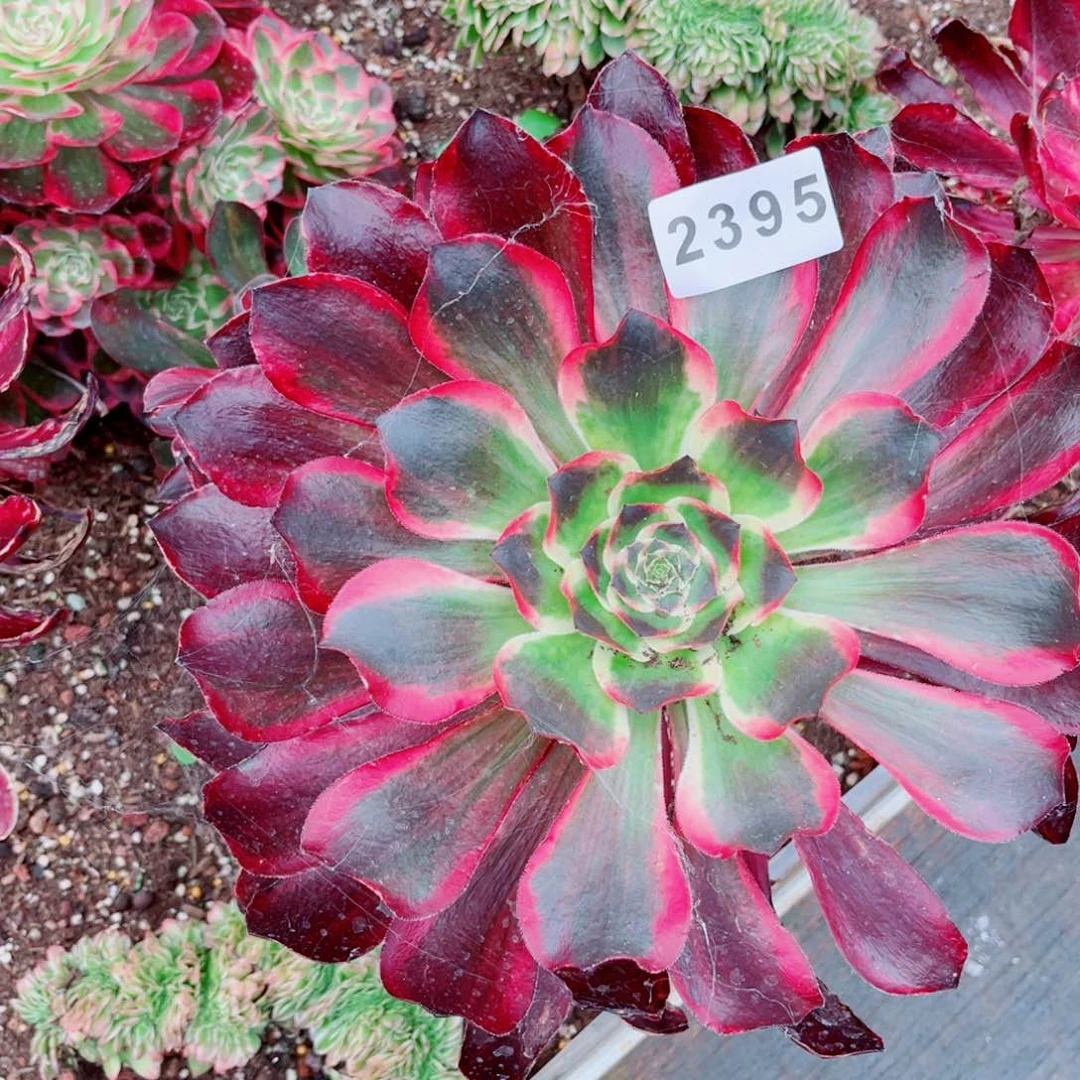 红魔女多肉发货发货