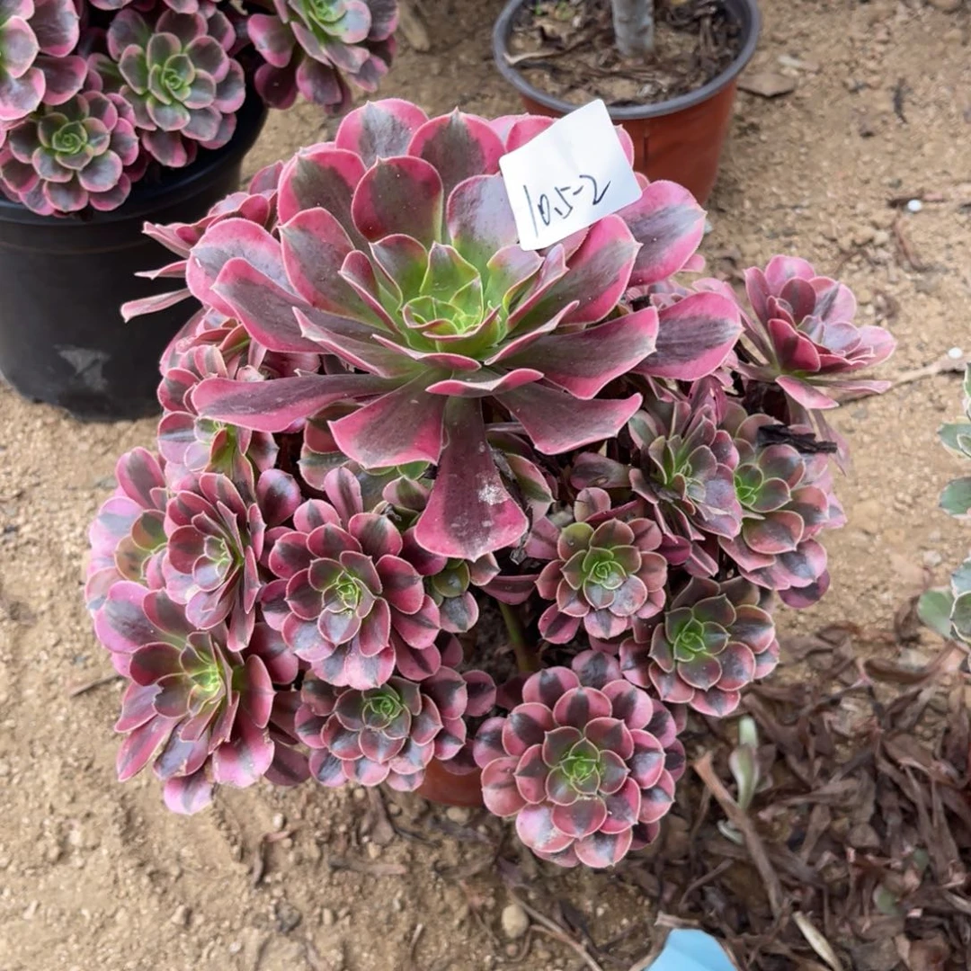 10.5-2美杜莎手捧多肉