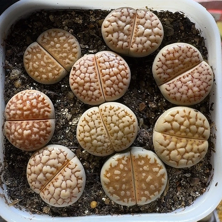 生石花112122。    102