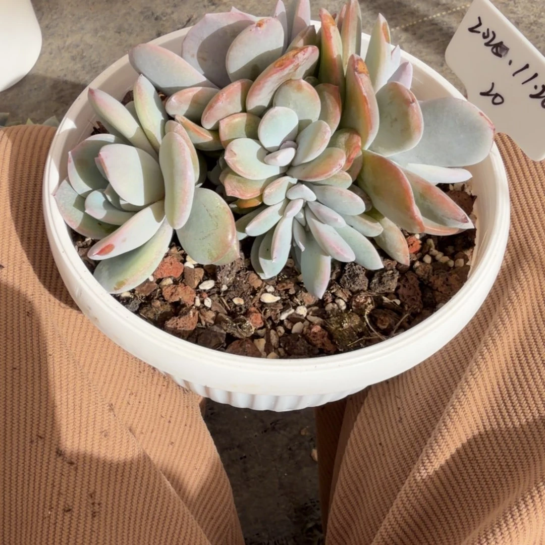 一物一拍奶茶潜力股20
