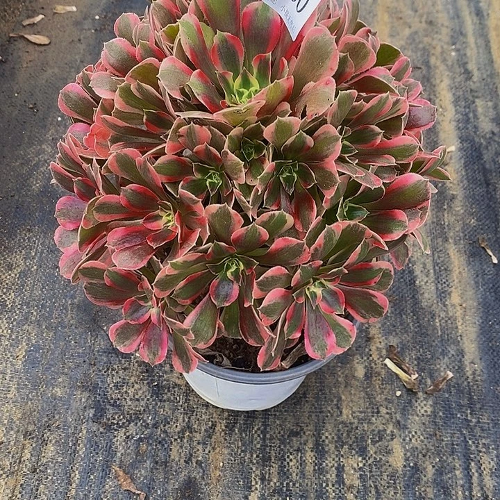 260邀月多肉法师锦